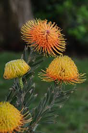 Image result for Leucospermum