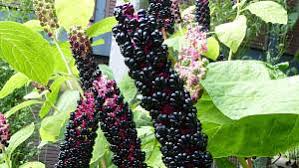 In den pflanzen mauk gartencentern und in unserem onlineshop finden sie alles, was sie für heim und garten benötigen. Kinder Und Giftpflanzen Im Garten Verband Wohneigentum E V