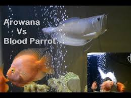 The parrotfish is only able to reproduce when it's more than 60 centimeters in length, it has a life expectancy of 40 years and grows to 1.3 meters. Arowana Vs Blood Parrot Fish Youtube