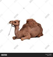 The simplest way to remember this is to imagine the first letter of those names capitalized and lying. Camel Image Photo Free Trial Bigstock