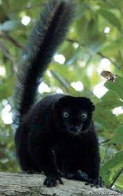Black Lemur Photo Credit Goes To Owner Lemur Cute Animals Primates