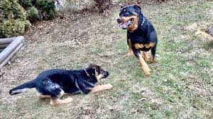 We have mom and dad. Rottweiler Meets German Shepherd Puppy 64 Youtube
