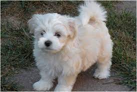 Havanese Havanese Havanese Havanese Havanese Havanese Havanese Havanese Havanese Havanese Havanese Havanese Puppies Havanese Puppies For Sale Havanese