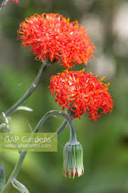 Image result for Kleinia grantii