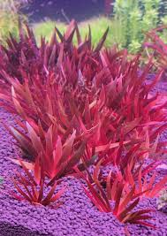 Image result for Xyris