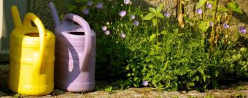 Sollte man besser morgens oder abends gießen? Hitze Im Garten Das Rat Der Pflanzenexperte Gruss Gott