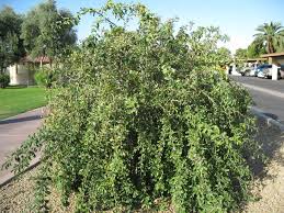 Image result for Ehretia rigida