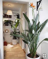 As the flower blooms, each petal makes its debut and the resulting shape mirrors that of a tropical bird in flight. 2 Or 1 Bird Of Paradise Orange Live Plants Tropical Bird Of Etsy