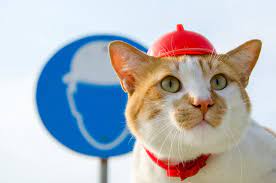 Crimea Bridge How Mostik The Cat Became The Unofficial Mascot For Annexed Crimea The Washington Post