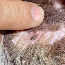 While stomach cancer can affect any pa. What Dog Skin Cancer Looks Like Signs Pics Walkerville Vet