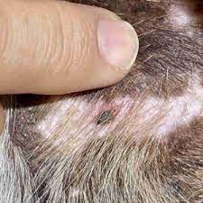 While stomach cancer can affect any pa. What Dog Skin Cancer Looks Like Signs Pics Walkerville Vet