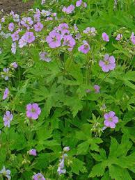 Image result for Geranium ocellatum