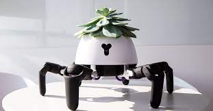 The new cactus dupe is here! This Sun Chasing Robot Looks After The Plant On Its Head The Verge
