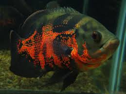 Peixes Polinesia Francesa Pesquisa Google Cichlid Fish Oscar Fish Tropical Fish Aquarium