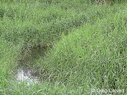 Image result for Urochloa umbellata