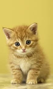 Its resolution is 1024px x 768px, which can be used on your. Amazon Com Cat Wallpaper Apps Games