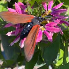 Image result for Empogona sp. A