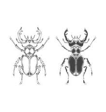 Tattoo Beetle Stag Vector Images Over 230 «stag beetle tattoo work @jpresleytattoos __ #beetletattoo. vectorstock