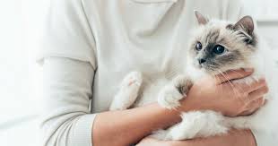 Comme chaque année, certains prénoms sont plus prisés que d'autres. Choisir Un Nom De Chat Accueillir Son Chat Wamiz