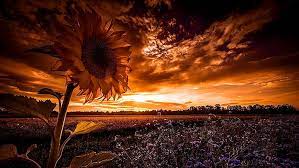 Hd backgrounds nature background spring background wallpaper. Hd Wallpaper Sunflower Sunset Field Landscape Summer Flower Field Dusk Wallpaper Flare