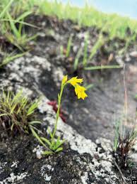 Image result for Schizochilus sulphureus