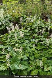 Image result for Triumfetta cordifolia