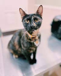 Our veterinarians will not vaccinate pets that have experienced a previous reaction to vaccinations. Rabies Vaccine In San Antonio Texas Low Cost Rabies Vaccination In Sa Pet Vaccination Clinic