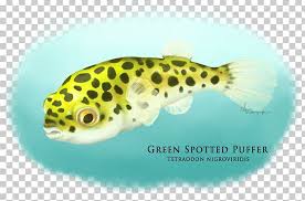 Hier eine aufnahme aus dem basler zoo eines tetraodon nigroviridis. Fugu Dichotomyctere Nigroviridis Fahaka Pufferfish Green Spotted Puffer Aquarium Png Clipart Aquarium Demersal Fish Fauna Fish