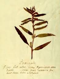 Image result for Ceratotheca integribracteata