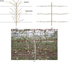 A high density apple production system for the home garden. Deep Learning Based Segmentation For Automated Training Of Apple Trees On Trellis Wires Sciencedirect