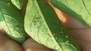 Potatoes are about as easy to grow as a radish, so if you've got the patience of king kong at a how to plant. Helpful Tips On Scouting Potato Fields For Insect Pests Growing Produce