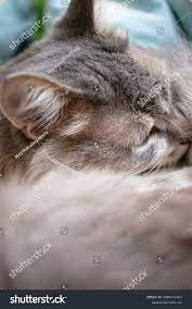 graue, flauschige Katze nackt sich nieder Stockfoto 2086151461 |  Shutterstock