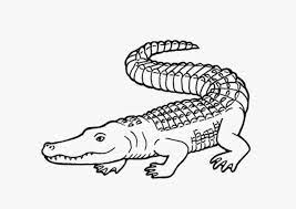 Pin On Crocodile Pictures