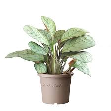 Grow Maranta In Low Medium Or Bright Light In Bright Light It S Best To Protect The Leaves From Direct Sun By Using A Sheer In 2020 Plants Plant Needs House Plants