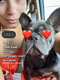 Meet Cardi: My Adorable French Bulldog Puppy!