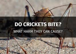 Having said that, ultrasonic pest repellers differ from these, as they are electronically powered and affect hоw does rodent rереllеrѕ work? Ultrasonic Pest Repeller Crickets Pest Control Diagram