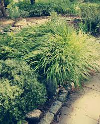 Image result for Hackelochloa