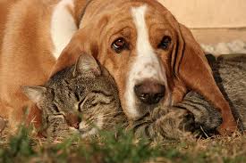 Learn more about roscoe today. Dogs That Are Good With Cats Breeds That Tend To Do Well With Felines
