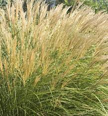 Adagio Maiden Grass Ornamental Grasses Plants Dwarf Plants