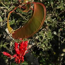 Image result for Cordia afra