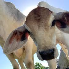 Tan, grey or black with a hump over the shoulders, brahmans have drooping ears and a large dewlap. Smart Beef Brahman Cattle Company 111 Photos Facebook