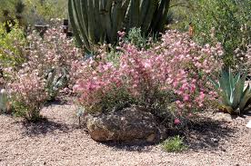 Maybe you would like to learn more about one of these? 10 Essential Native Shrubs For Southwestern Gardens