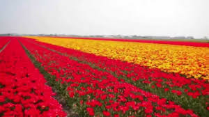 اجمل الحدائق و الزهور الطبيعية في هولندا 2015 Youtube