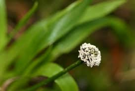 Image result for Mesanthemum africanum