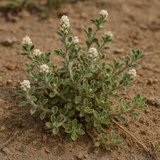 Image result for Cressa cretica