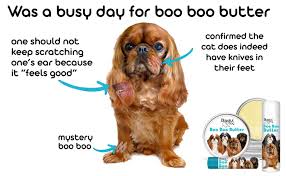 Check spelling or type a new query. English Toy Spaniel Boo Boo Butter English Toy Spaniel Spaniel Relaxed Dog