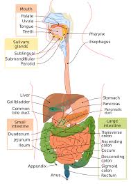 Liver, stomach, gall bladder, and pancreas. Human Digestive System Components And Human Digestion Process Video