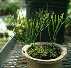 Image result for Psilotum nudum