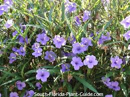 Image result for Ruellia praetermissa