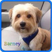Top of page add new shelter or rescue group. Hollywood Fl Havanese Meet Barney A Pet For Adoption